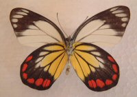 Delias hyparete male (Aberration verso Mindanao much black on HW) (Internet Image property of respective owner, non-commercial use only)